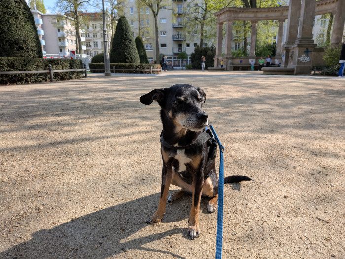 ... als das Pixel 9a. (Bild: Tobias Költzsch/Golem.de)